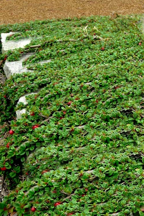 Streib's Findling Cotoneaster - 1 Gallon Pot 8 Streib's Findling Cotoneaster - 1 Gallon Pot - Image 6