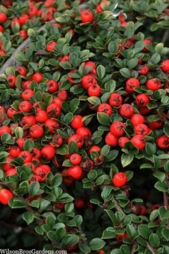 Streib's Findling Cotoneaster - 1 Gallon Pot 15 Streib's Findling Cotoneaster - 1 Gallon Pot -Plant Shop cotoneaster dammeri streibs findling 8
