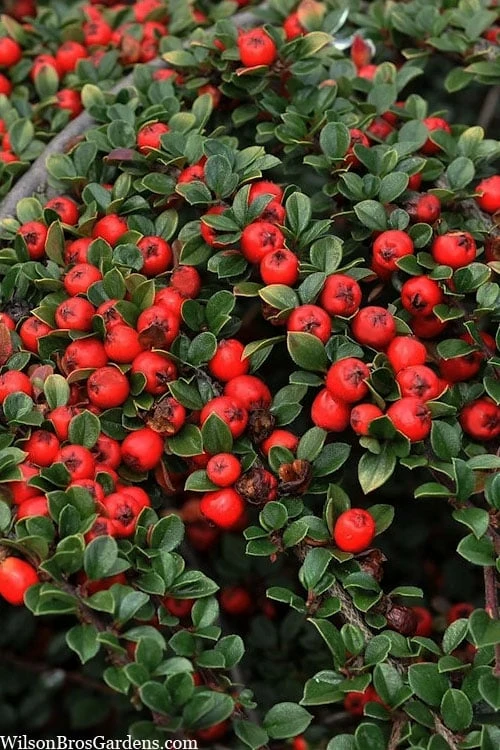 Streib's Findling Cotoneaster - 1 Gallon Pot 7 Streib's Findling Cotoneaster - 1 Gallon Pot - Image 5