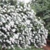 Acoma Weeping White Crape Myrtle - 7 Gallon Pot (3-4') -Plant Shop crape myrtle acoma 12