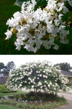 Acoma Weeping White Crape Myrtle - 7 Gallon Pot (4-5') -Plant Shop crape myrtle acoma 500x750 3