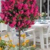 Berry Dazzle Dwarf Crape Myrtle (Single-Trunk Topiary) - 7 Gallon Pot -Plant Shop crape myrtle berry dazzle tree form topiary standard 1