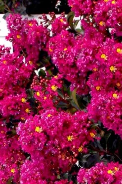 Berry Dazzle Dwarf Crape Myrtle (Single-Trunk Topiary) - 7 Gallon Pot -Plant Shop crape myrtle berry dazzle tree form topiary standard 2
