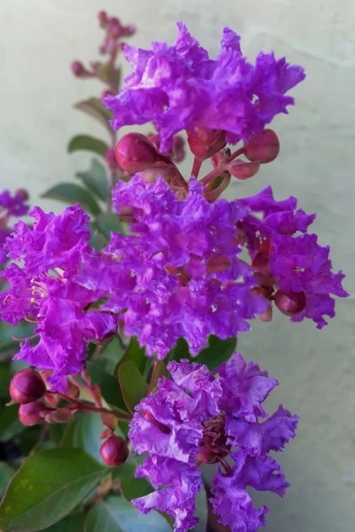 Catawba Purple Crape Myrtle - 6 Pack Of 1 Gallon Pots 3 Catawba Purple Crape Myrtle - 6 Pack Of 1 Gallon Pots