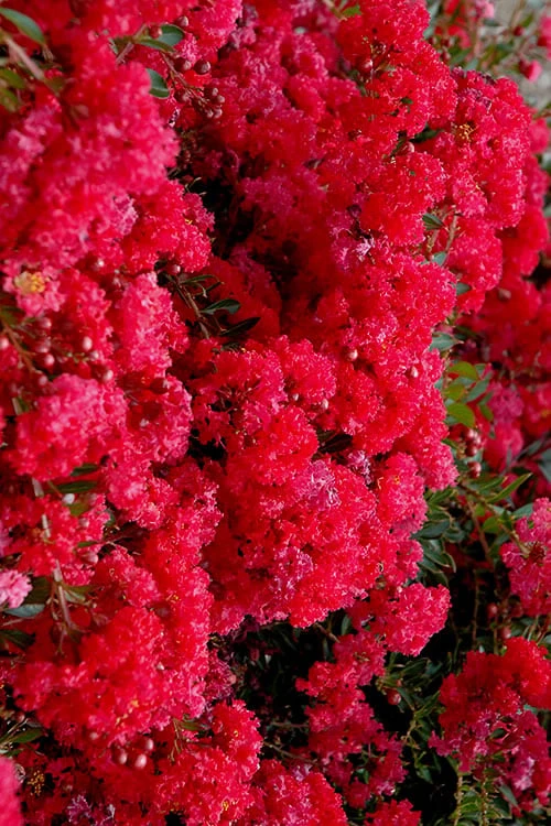Cherry Dazzle Dwarf Crape Myrtle - 1 Gallon Pot 9 Cherry Dazzle Dwarf Crape Myrtle - 1 Gallon Pot - Image 7