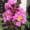 Delta Jazz Crape Myrtle - 2 Gallon Pot -Plant Shop crape myrtle delta jazz 201
