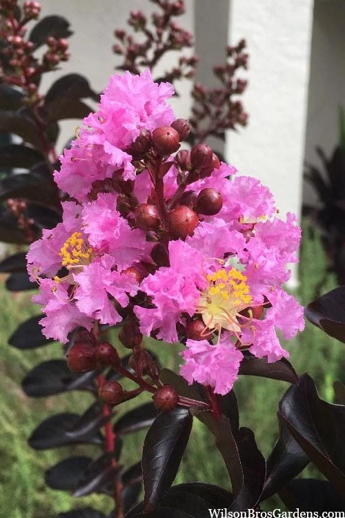 Delta Jazz Crape Myrtle - 2 Gallon Pot 3 Delta Jazz Crape Myrtle - 2 Gallon Pot