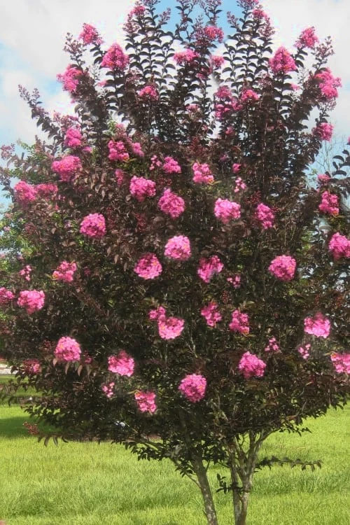 Delta Jazz Crape Myrtle - 2 Gallon Pot 6 Delta Jazz Crape Myrtle - 2 Gallon Pot - Image 4