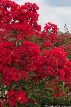 Miss Frances Red Crape Myrtle - 7 Gallon Pot (4-5') -Plant Shop crape myrtle miss frances red 1
