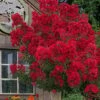 Miss Frances Red Crape Myrtle - 7 Gallon Pot (4-5') -Plant Shop crape myrtle miss frances red 2
