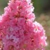 Sioux Pink Crape Myrtle - 6 Pack Of 1 Gallon Pots -Plant Shop crape myrtle sioux pink 52