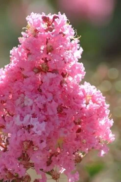 Sioux Pink Crape Myrtle - 6 Pack Of 1 Gallon Pots