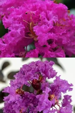 Twilight Purple Crape Myrtle - 7 Gallon Pot (3-4') -Plant Shop crape myrtle twilight purple 22 1