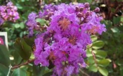 Early Bird Purple Crape Myrtle - 2 Gallon Pot -Plant Shop crapemyrtleearlybirdpurple