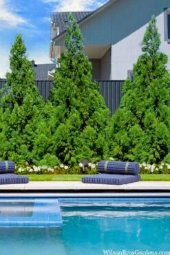 Radicans Cryptomeria (Japanese Cedar) - 6 Pack Of 1 Gallon Pots -Plant Shop cryptomeria japonica radicans 5 1