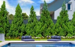 Radicans Cryptomeria (Japanese Cedar) - 3 Gallon Pot 13 Radicans Cryptomeria (Japanese Cedar) - 3 Gallon Pot -Plant Shop cryptomeria japonica radicans 7