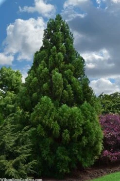 Radicans Cryptomeria (Japanese Cedar) - 3 Gallon Pot 17 Radicans Cryptomeria (Japanese Cedar) - 3 Gallon Pot -Plant Shop cryptomeria japonica radicans japanese cedar 1