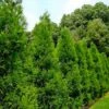 Radicans Cryptomeria (Japanese Cedar) - 3 Gallon Pot 2 Radicans Cryptomeria (Japanese Cedar) - 3 Gallon Pot -Plant Shop cryptomeria japonica radicans japanese cedar 2