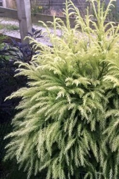 Sekken Sugi Golden Cryptomeria (Japanese Cedar) - 5 Gallon Pot -Plant Shop cryptomeria japonica sekkan sugi japanese cedar 2