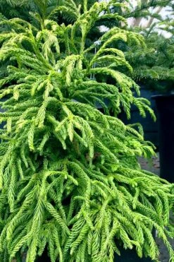 Spiralis Cryptomeria (Japanese Cedar) -2 Gallon Pot -Plant Shop cryptomeria japonica spiralis japanese cedar 2