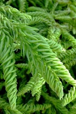 Spiralis Cryptomeria (Japanese Cedar) -2 Gallon Pot -Plant Shop cryptomeria japonica spiralis japanese cedar 3
