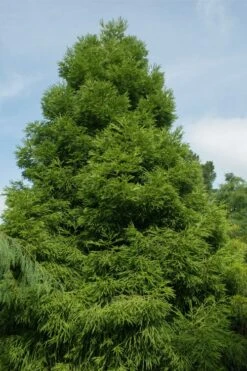 Spiralis Cryptomeria (Japanese Cedar) -2 Gallon Pot -Plant Shop cryptomeria japonica spiralis japanese cedar 7