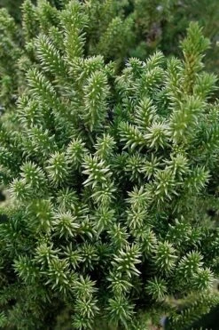 Vilmorin's Dwarf Cryptomeria (Japanese Cedar) - 1 Gallon Pot -Plant Shop cryptomeria japonica vilmoriniana dwarf japanese cedar 12