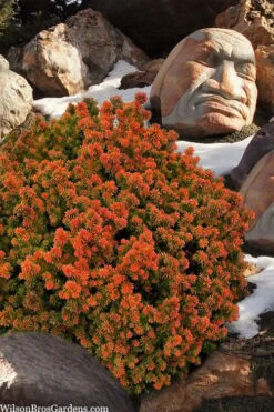 Vilmorin's Dwarf Cryptomeria (Japanese Cedar) - 1 Gallon Pot