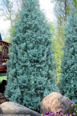 Blue Ice Arizona Cypress - 3 Gallon Pot -Plant Shop cupressus arizonica blue ice cypress 103