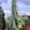 Raywood Weeping Arizona Cypress - 6 Gallon Pot 1 Raywood Weeping Arizona Cypress - 6 Gallon Pot -Plant Shop cupressus arizonica raymonds weeping arizona cypress 1