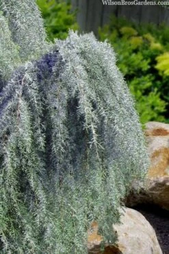 Raywood Weeping Arizona Cypress - 6 Gallon Pot -Plant Shop cupressus arizonica raymonds weeping arizona cypress 3