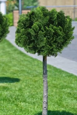 Dwarf Hinoki Cypress Tree (Single Trunk Topiary) - 7 Gallon Pot 10 Dwarf Hinoki Cypress Tree (Single Trunk Topiary) - 7 Gallon Pot -Plant Shop cypress dwarf hinoki stand topiary tree form 1