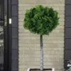Dwarf Hinoki Cypress Tree (Single Trunk Topiary) - 7 Gallon Pot 1 Dwarf Hinoki Cypress Tree (Single Trunk Topiary) - 7 Gallon Pot -Plant Shop cypress dwarf hinoki stand topiary tree form 5