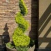 Goldcrest Monterey Lemon Cypress Spiral Topiary - 2 Gallon Pot -Plant Shop cypress goldcrest monterey spiral topiary 11
