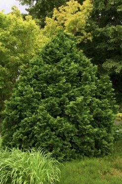 Tempelhof Hinoki Cypress - 3 Gallon Pot -Plant Shop cypress hinoki tempelhof 10
