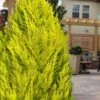 Goldcrest Monterey Lemon Cypress - 5 Gallon Pot 1 Goldcrest Monterey Lemon Cypress - 5 Gallon Pot -Plant Shop cypress monterey goldcrest lemon 13 1