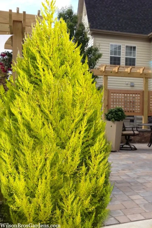 Goldcrest Monterey Lemon Cypress - 3 Gallon Pot 3 Goldcrest Monterey Lemon Cypress - 3 Gallon Pot