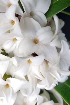 White Perfume Princess Winter Daphne - 2 Gallon Pot -Plant Shop daphne white perfume princess 3