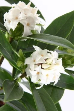 White Perfume Princess Winter Daphne - 2 Gallon Pot -Plant Shop daphne white perfume princess 4