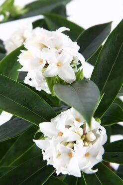 White Perfume Princess Winter Daphne - 2 Gallon Pot -Plant Shop daphne white perfume princess 6