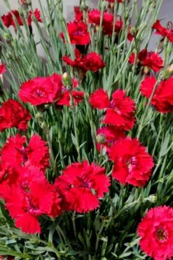 Fire Star Dianthus (Carnation) - 1 Gallon Pot -Plant Shop dianthus fire star 2