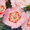 Georgia Peach Pie Dianthus - 1 Gallon Pot -Plant Shop dianthus georgia peach pie 1