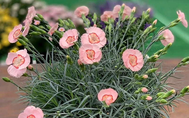 Georgia Peach Pie Dianthus - 1 Gallon Pot 8 Georgia Peach Pie Dianthus - 1 Gallon Pot - Image 6