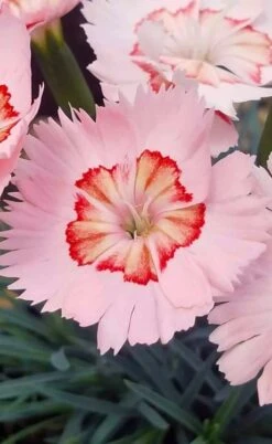 Georgia Peach Pie Dianthus - 1 Gallon Pot 15 Georgia Peach Pie Dianthus - 1 Gallon Pot -Plant Shop dianthus georgia peach pie 5