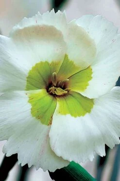 Key Lime Pie Dianthus - 1 Gallon Pot -Plant Shop dianthus key lime 500x750 1