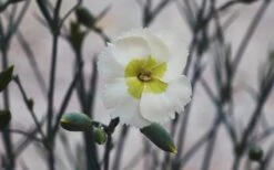 Key Lime Pie Dianthus - 1 Gallon Pot -Plant Shop dianthus key lime 800x500 1