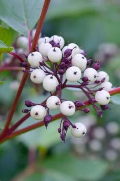 Red Osier Red Twig Dogwood (Cornus Sericea) - 2 Gallon Pot -Plant Shop dogwood red osier 500x750 1