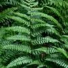 Champions Wood Fern (Dryopteris Championii) - 6 Pack Of 1 Gallon Pots -Plant Shop dryopteris championii champions wood fern 1 1