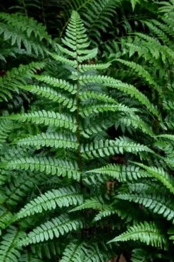 Champions Wood Fern (Dryopteris Championii) - 6 Pack Of 1 Gallon Pots