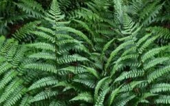 Champions Wood Fern (Dryopteris Championii) - 6 Pack Of 1 Gallon Pots -Plant Shop dryopteris championii champions wood fern 2 1